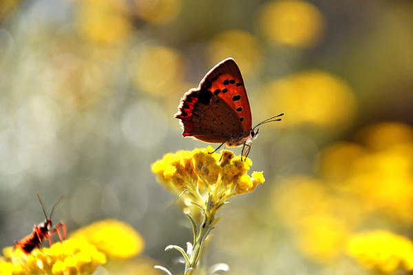 Schmetterling